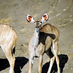 Young Kudu on the banks